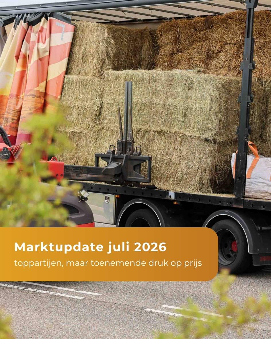 marktupdate juli
